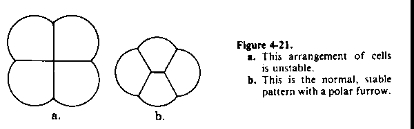 Figure 4-21. Stable and unstable cells